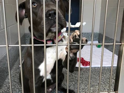 Metro animal shelter - Metro Animal Services, Casper, Wyoming. 1,940 likes · 99 were here. Metro Animal Services houses stray and unwanted animals; they also enforce all animal-related laws i